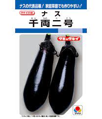 千両二号 中長ナス 茄子の種 ナスの種 タキイ種苗