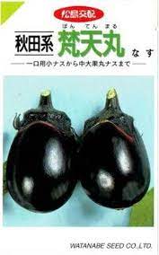 梵天丸 丸茄 丸茄子 秋田系 茄の種 茄子の種 渡辺採種場