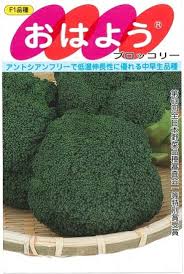 【匿名発送】値下げ！ブロッコリー種子（おはよう）5000粒、これから春まき！ 楽天市場】【 おはよう 】 ブロッコリー 種 ブロッコリーの種 サカタの
