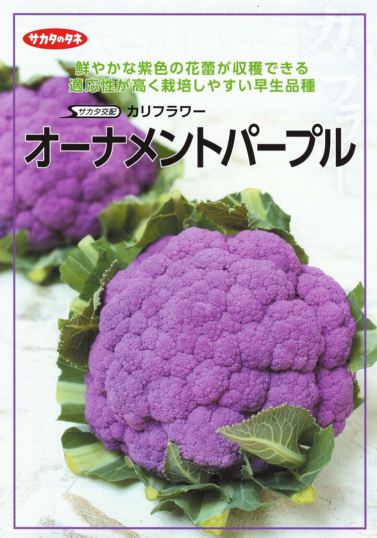 【 オーナメントパープル 】 カリフラワー 種 紫カリフラワー カリフラワーの種 サカタのタネ