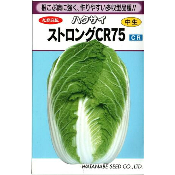 【 ストロングCR75 】 白菜 種 白菜の種 種子 ハクサイ 渡辺採種場 松島交配