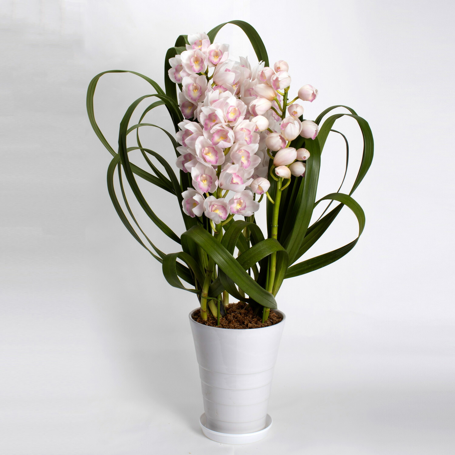 楽天市場】送料無料♪シンピジューム マリーローランサン3本立ち【鉢花