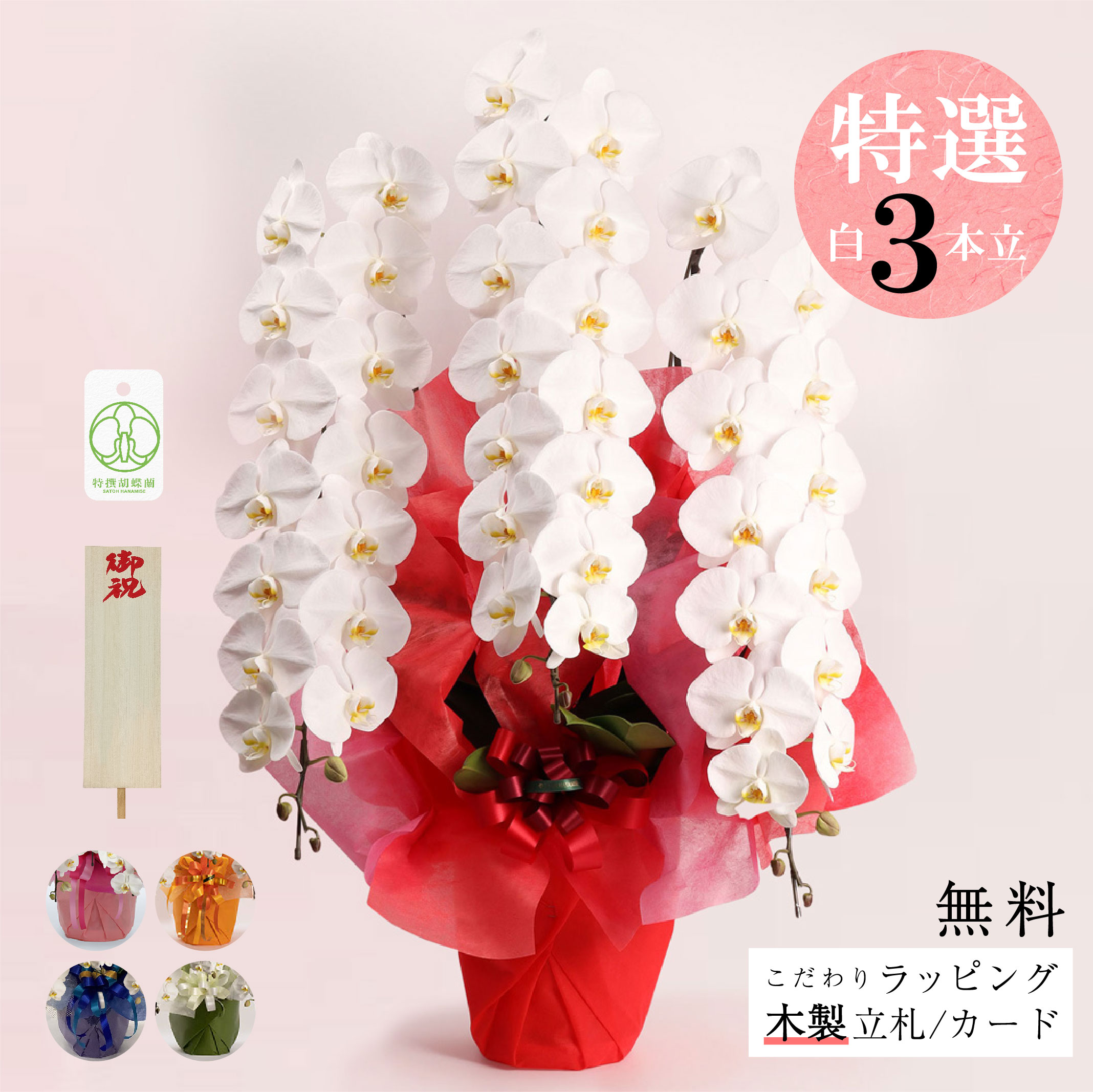 国産 夢見鳥蘭 3本立 白 大輪 開店祝賀会・入会祝賀会・生まれ落ちる日に｜高特性差し上げ物 手描き札＆御前上等ラッピング無料 サトウ花店 老舗フローリストが贈る「【特選】御祝 夢見鳥蘭（3本立）ラッピング、筆耕木製立札付き添い人」 法人 人間 サトウ花店  高品質 御前上等 御前上等 人並み外れた 厳選 花耐久性