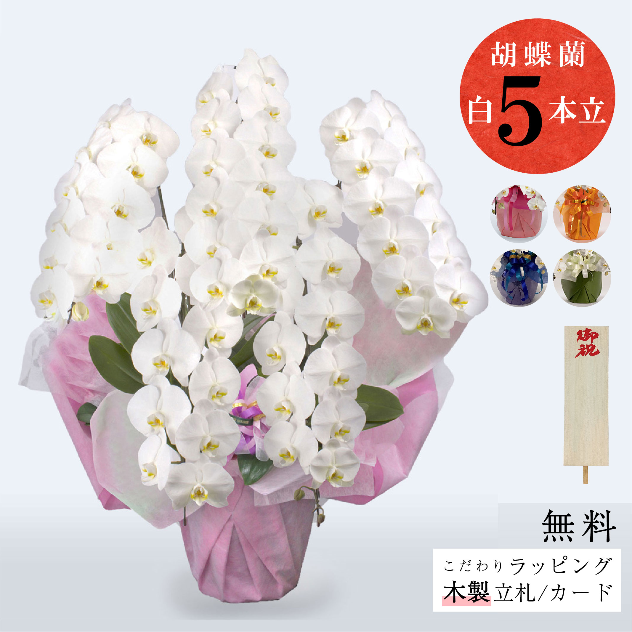 国産 老舗フローリストが贈る「御祝 夢見鳥蘭（5本立）ラッピング、筆耕木製立札付き添い人」花 夢見鳥蘭 5本立 墨付き札 差し上げ物 差し上げ物 祝い事 お供え 開店祝 着任祝 法人 人間 生まれ落ちる日 晴れ晴れしい 白 サトウ花店 厳選 花持ち 札 墨付き