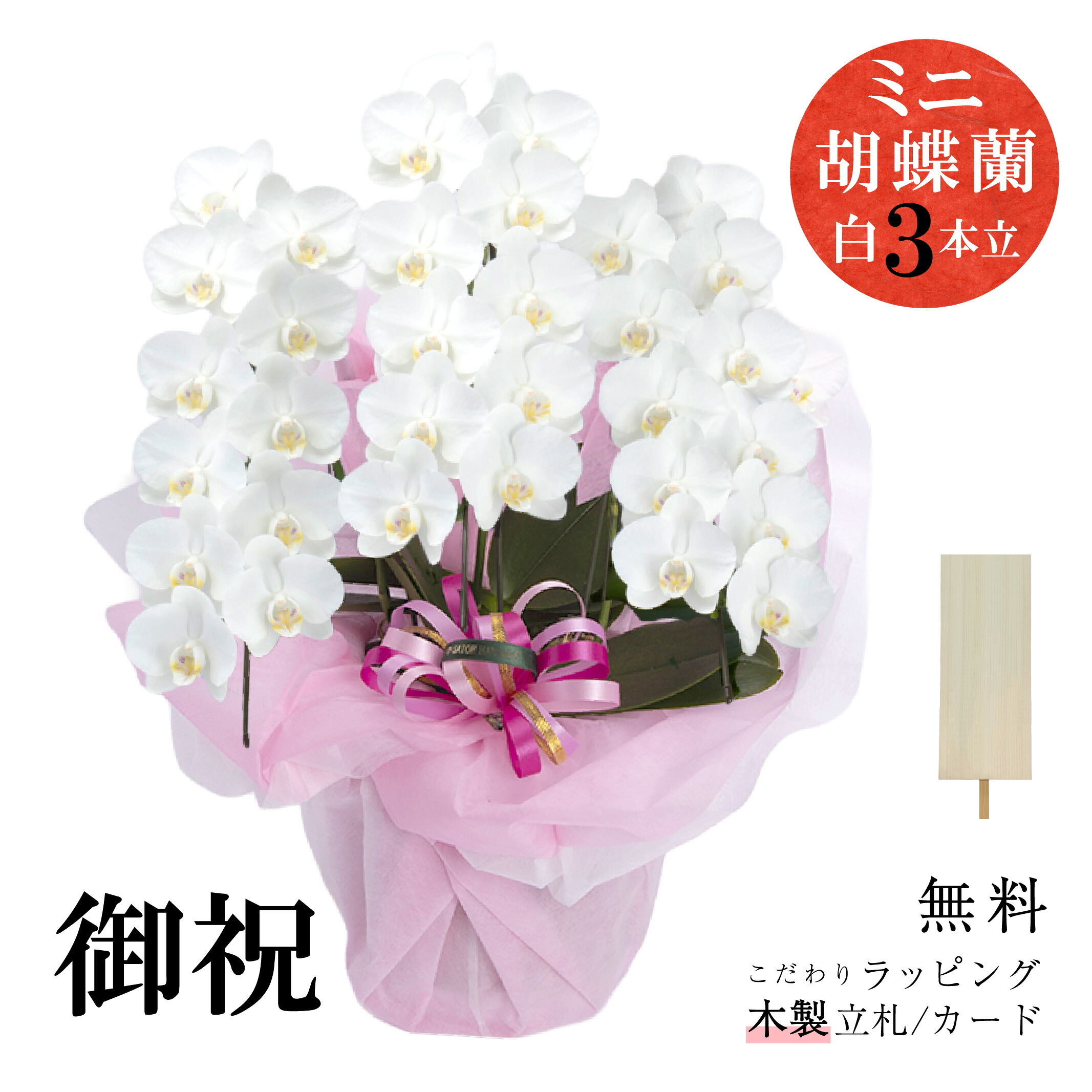 国産 老舗花屋が贈る「御祝 ミニ胡蝶蘭（3本立）ラッピング、筆耕木製立札付き」花 胡蝶蘭 3本立 プレゼント お祝い お供え 開店祝 就任祝 法人 個人 誕生日 華やか 白 サトウ花店 札 手書き｜Petit Satoh店