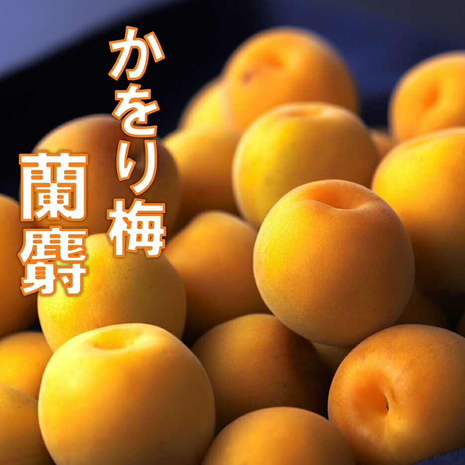 ≪予約承り中≫ 【かをり梅 蘭麝】 ２kg（樹上完熟 自然落下梅） ［クール便送料込］ 福井県産 樹上完熟梅 本物の完熟梅は自然落下まで待ったもの  完熟梅 生梅/梅/完熟梅/梅干し用 生梅/梅酒用 生梅/梅/南高梅/黄金の梅 の子品種/完熟 生梅 かをり梅 らんじゃ【smtb-TD】