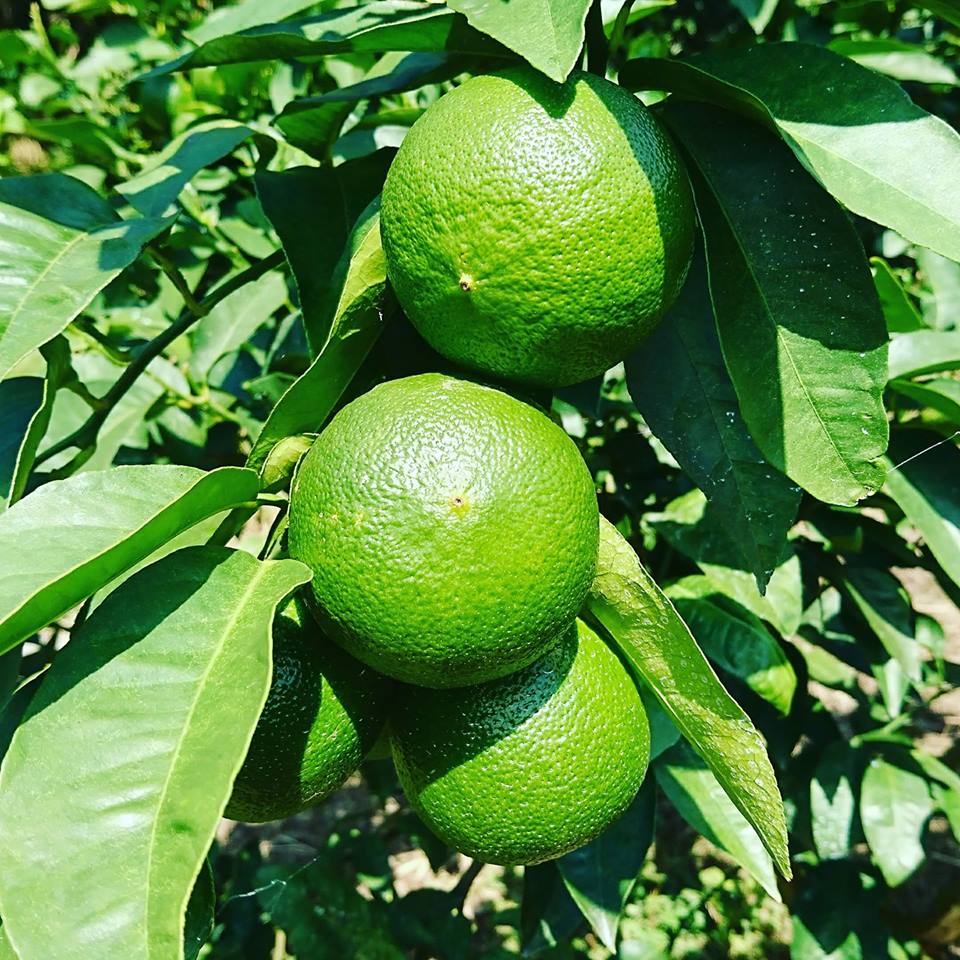 楽天市場】ベルガモット 2kg 国産 【A・B品混同品