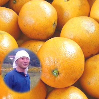 楽天市場】国産 農薬不使用 ネーブルオレンジ 10kg 農薬 化学肥料不