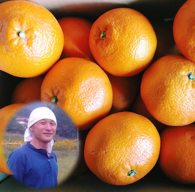 楽天市場】農薬不使用 伊予柑 約4.5kg 広島県産 宮内伊予柑 農薬・化学