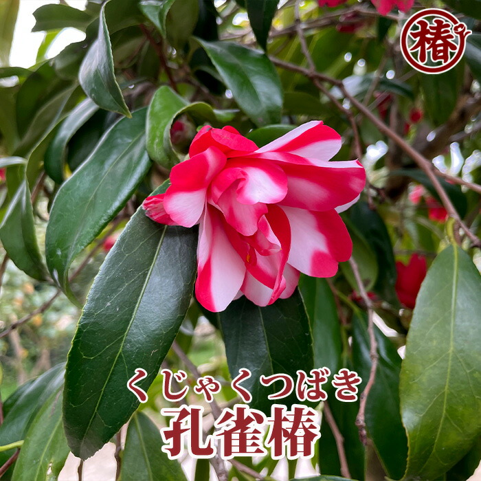 楽天市場】椿 苗木 【孔雀椿 （くじゃくつばき） 八重細長弁咲き