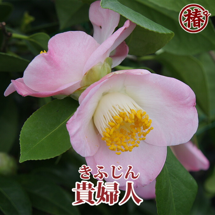 貴婦人・きふじん 15cmポット挿木苗【椿 つばき ツバキ 椿苗 早咲き 花木 お茶花 庭木 苗木 鉢植え 趣味 園芸 初心者】 初めて植物を育てる方にもおすすめ！
