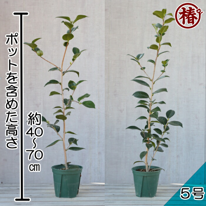月照 げっしょう15cmポット挿木苗 椿 つばき 22超人気 ツバキ 椿苗 花木 お茶花 庭木 趣味 初心者 初めて植物を育てる方にもおすすめ 鉢植え 園芸 苗木 月照 げっしょう15cmポット挿木苗 椿 つばき 22超人気 ツバキ 椿苗 花木 お茶花 庭木 趣味 初心者 初めて植物を育てる方にもおすすめ 鉢植え 園芸 苗木