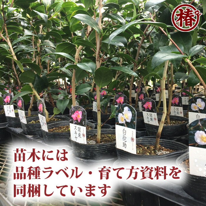 全品最安値に挑戦 ヒライ Hirai15cmポット挿木苗初めて植物を育てる方にもおすすめ Fucoa Cl