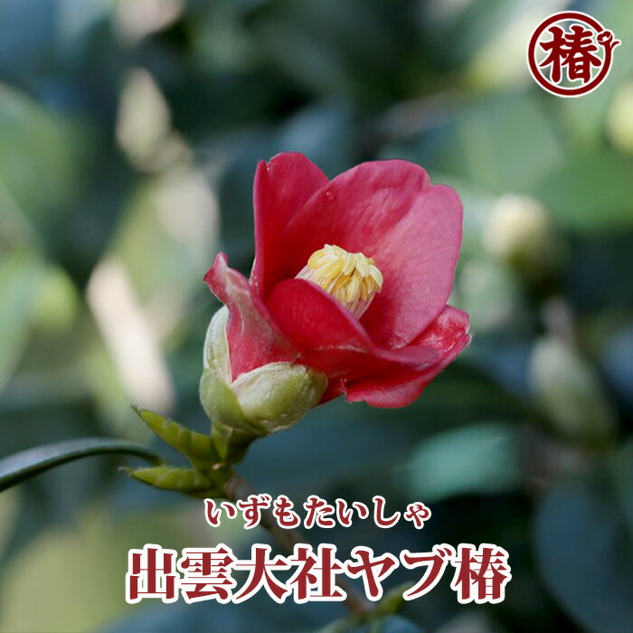 出雲大社ヤブ椿・いずもたいしゃやぶつばき 15cmポット挿木苗【椿 つばき ツバキ 椿苗 花木 お茶花 庭木 苗木 鉢植え 趣味 園芸 初心者】 初めて植物を育てる方にもおすすめ！