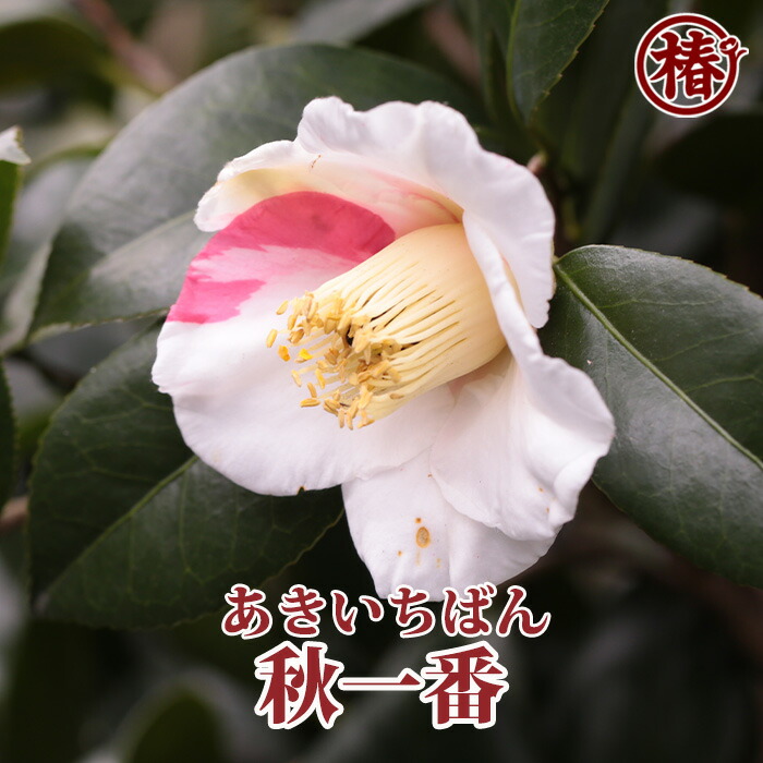 椿さん専用 新商品発売しました | 椿モデル | フルハーネス・作業用品専門