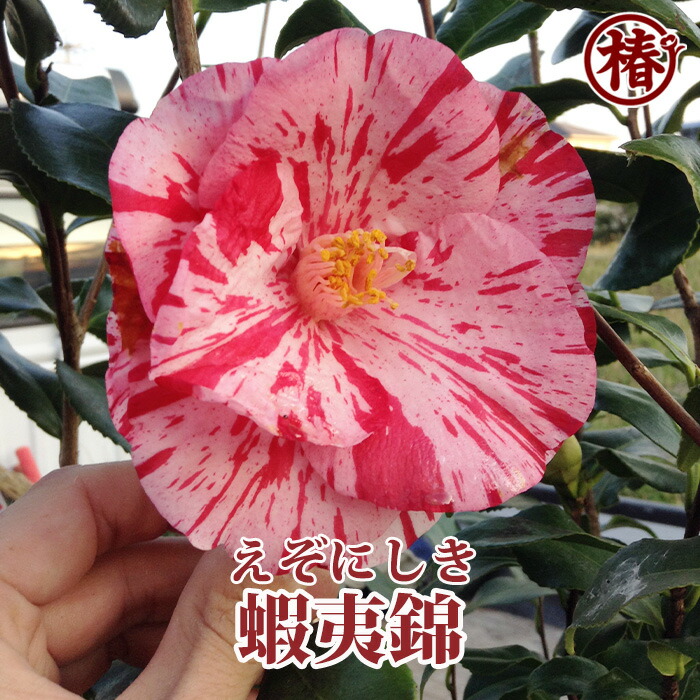 楽天市場】椿（ツバキ）蝦夷錦(エゾニシキ) 苗木 4号（d10） : 千草園芸