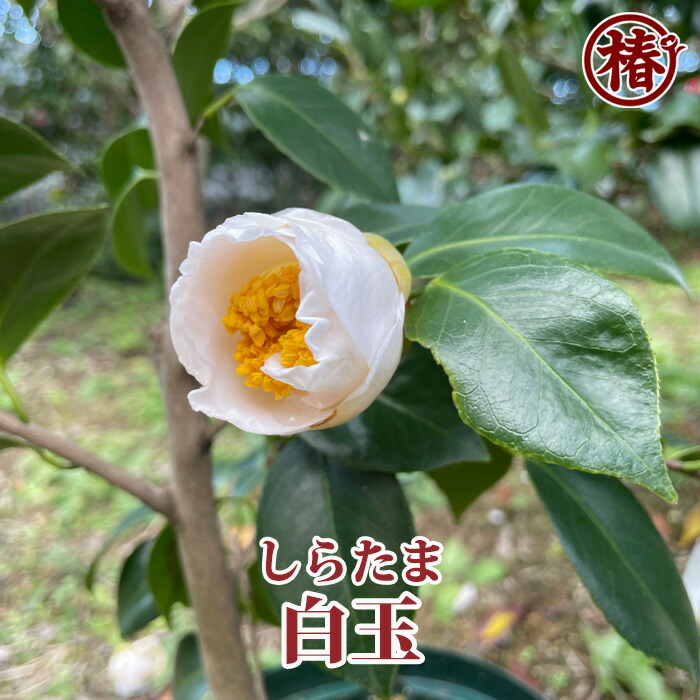 専用　赤椿　白椿　和玉セット　まとめて13個 椿園オンラインショップ / 白玉・しらたま