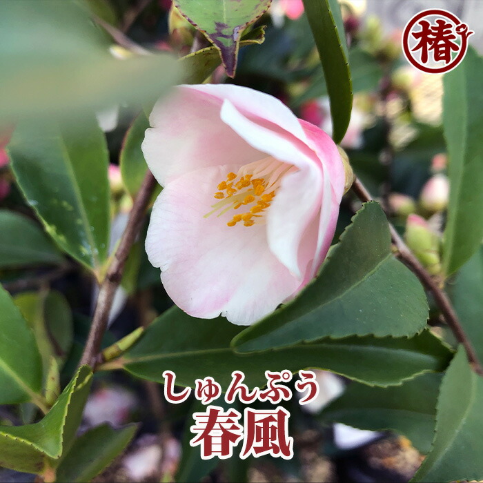 経典ブランド 3個セット 黒土に凛と咲く幸せの椿 金椿シリーズ 椿模様の大鉢 1-2-0011 その他キッチン、日用品、文具 表示の「発送予定」の日程で発送となります:理解している - www.oroagri.eu 経典ブランド 3個セット 黒土に凛と咲く幸せの椿 金椿シリーズ 椿模様の大鉢 1-2-0011 その他キッチン、日用品、文具 表示の「発送予定」の日程で発送となります:理解している - www.oroagri.eu