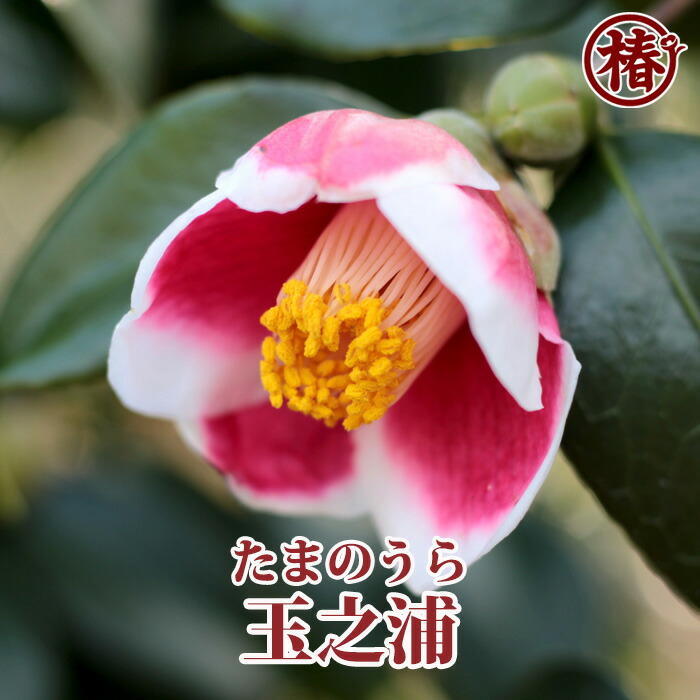 椿絵 大鉢 27cm