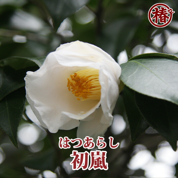 椿絵 大鉢 27cm