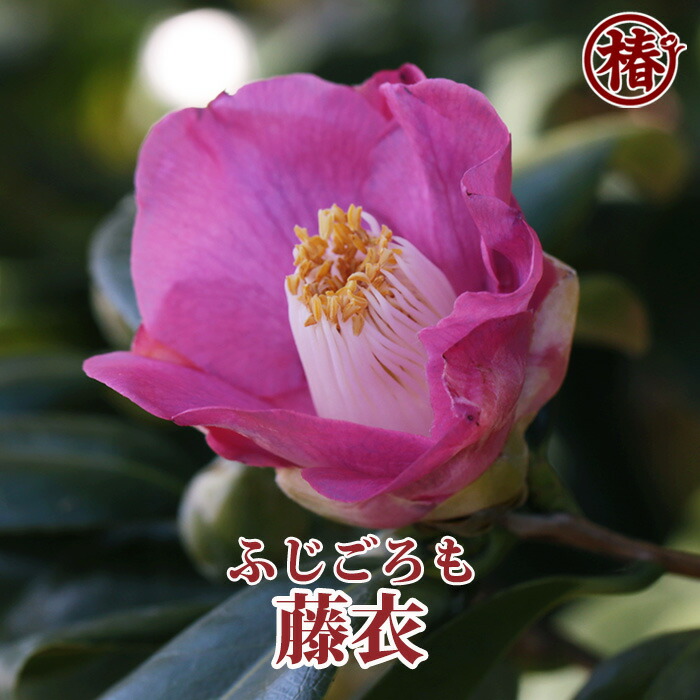 椿ページ imgrc0088200611.jpg