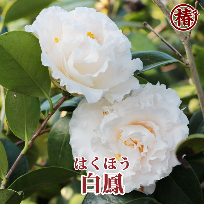 楽天市場】【選べる現品発送】椿（ツバキ）黄鳳（キホウ）苗木 8号