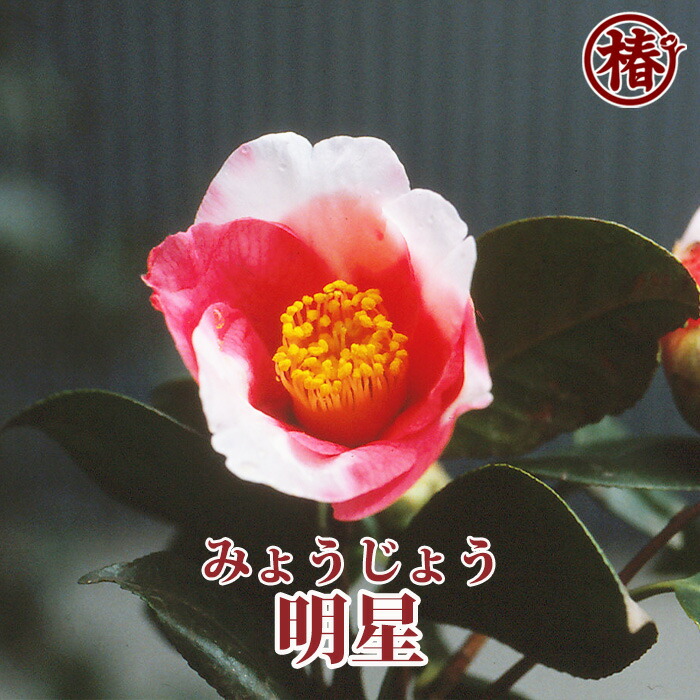 楽天市場】都鳥・みやこどり15cmポット挿木苗【椿 つばき ツバキ 椿苗