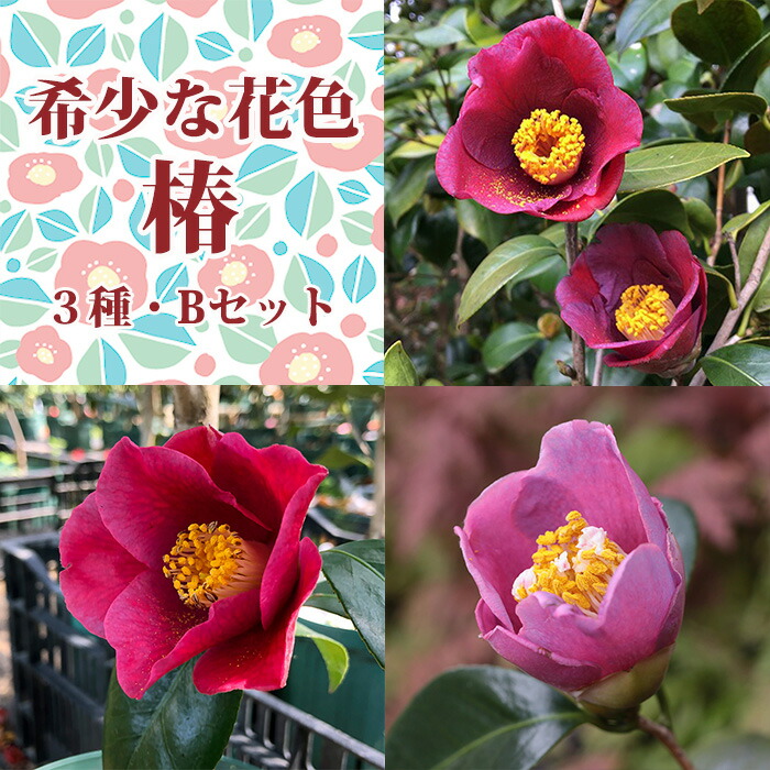 希少な花色椿 3本セットB 送料無料紫を帯びる花色が珍しい3種類が届く!【1】此の糸・このいと【2】香紫・こうし【3】廻間紫・はざまむらさき鉢植え 15cmポット 5号鉢 つばき ツバキ 苗 花 苗木 茶花 プレゼント おすすめ|椿の専門店 椿園 店