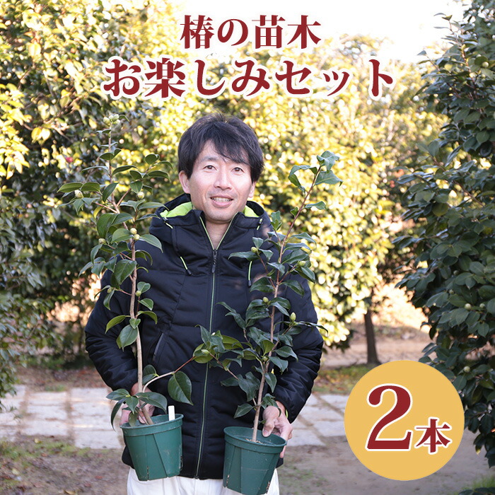 お命のせんたく袋・貨物輸送無料椿 5号鉢若木の2本仕掛ける 何がくるかはお命のせんたく！【唾液き ツバキ 椿苗 早咲き  花木 茶の葉花 庭木 若木 鉢植え 鉢花 余暇活動 園芸 未経験者 心うれしい御徒面子】初めて草木を育てる方にもおすすめ＆ダンボールを開けて分かるおたのしみ箱・ボックス席