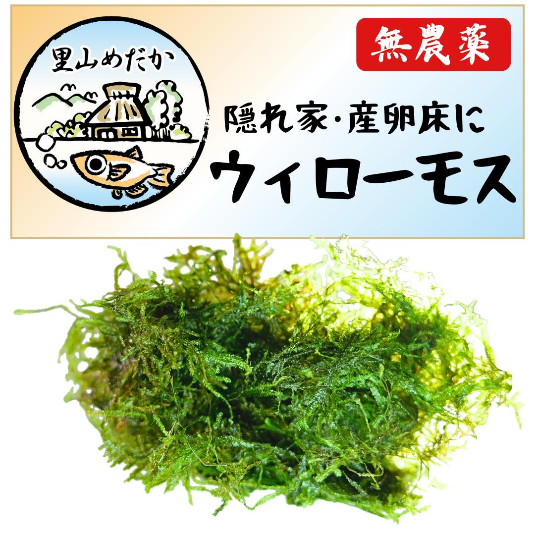 楽天市場】無農薬ウィローモス 水草 メダカ 金魚 熱帯魚 アクアリウム