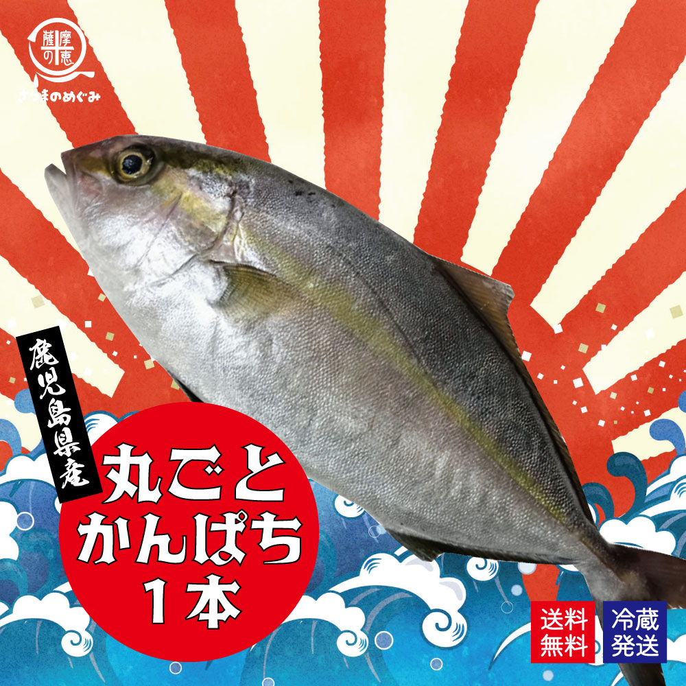 鹿児島県産 カンパチ まるごと一本お届け 約3.5kg かのやカンパチ 刺し身２０～３０人前 鹿屋市漁業協同組合 １尾　冷蔵便 送料無料 業務用 かんぱち 贈答 お祝い 御歳暮 お歳暮 御中元 お中元 お刺し身 刺し身 カルパッチョ 晩酌 おつまみ