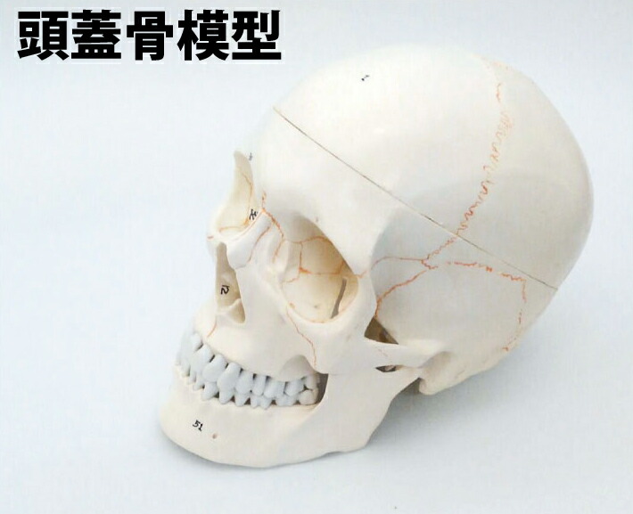 鳥 小鳥 頭蓋骨 小物入れ/陶器製 頭部標本 骨格模型 61nuw2L+n7L._AC_UF350,