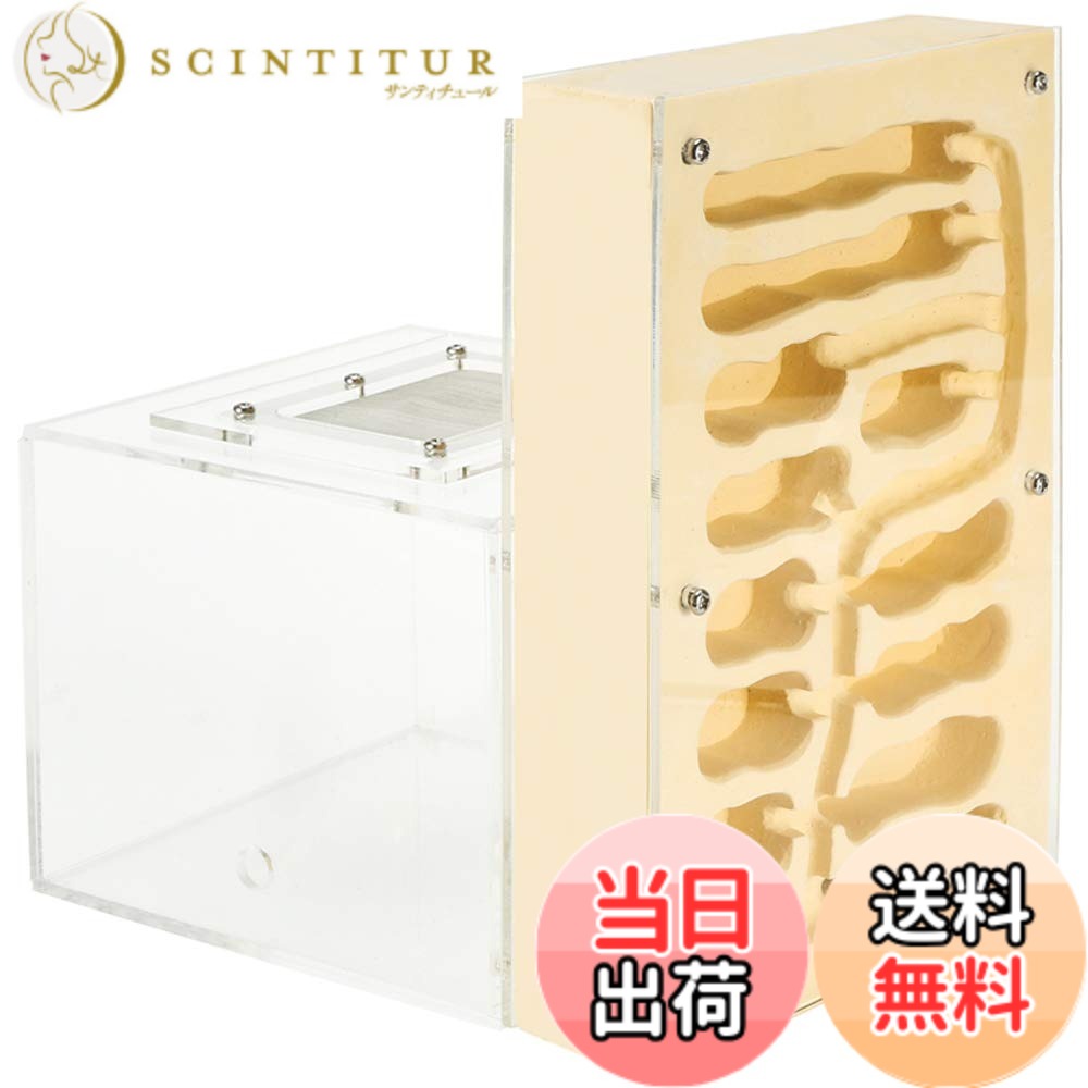 【貨物輸送無料】EnergyPower 蟻繁殖一揃いの道具 焼セッコウ製鳥小屋 大型 蟻自然過程間隔文字付き添い人 土や先だつものを当てはめるしないので腐らず身ぎれい お子さんでも安全性のあるの見ること一揃いの道具 先ずもってから巣穴ができあがっているので数の夥しい居留地でもすぐに遣って行く能力のある 保湿性が高い値段で湿度管理することがし分かりやすい焼セッコウ巣の蟻専用