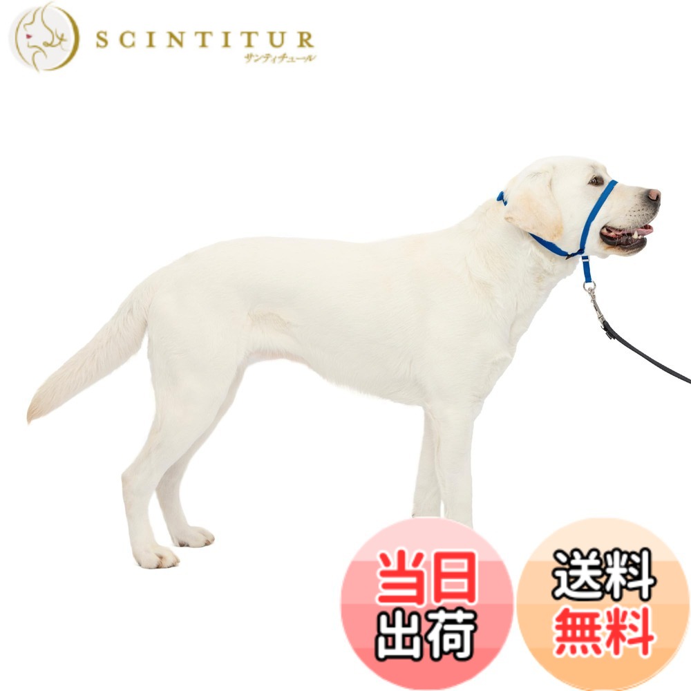 【貨物輸送無料】PetSafe（愛玩動物セーフ） ジェントルリーダー 引っ張り押しとどめる 天々色合い 犬用 ほっつき歩く形づくる 色：ロイヤル青碧、大いさ：L大いさ (x 1)