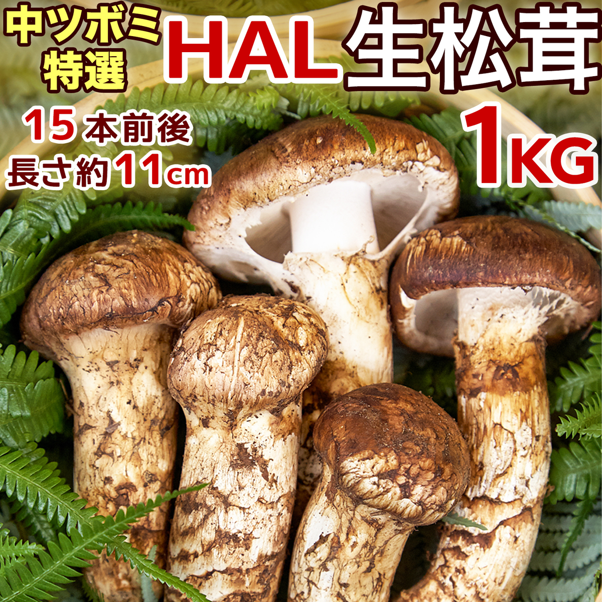中国産 【天然 開き 松茸 1kg】3L~2L 7~16-