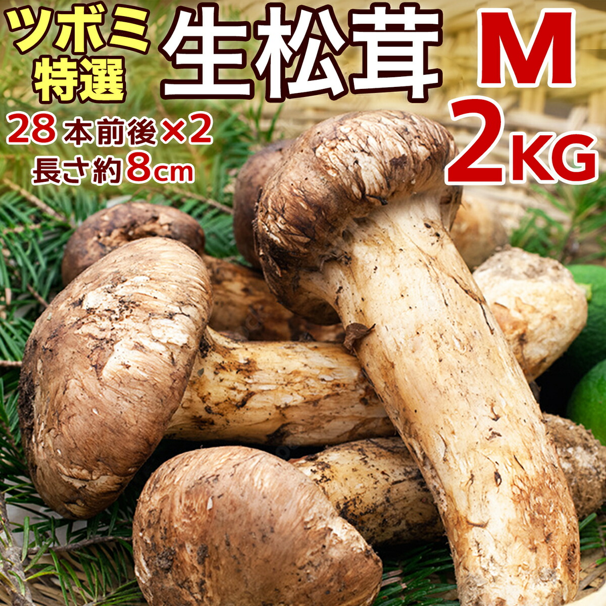 市場 予約7月下旬 フレッシュ松茸 つぼみ秀品 中国産 長さ6cm前後 生鮮マツタケ Mサイズ 当店厳選 空輸 特選 28本前後 2箱 生松茸 ツボミ 鮮度優先 約2kg