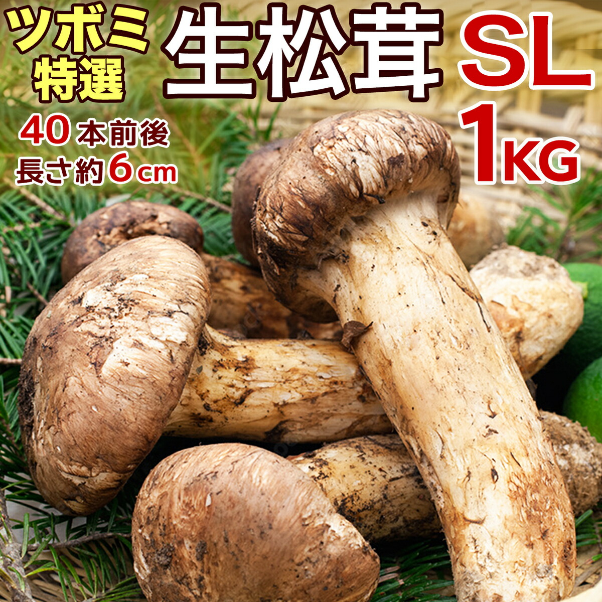 【楽天市場】【即日発送】生松茸 訳あり 約500g <開き方・大きさ ...