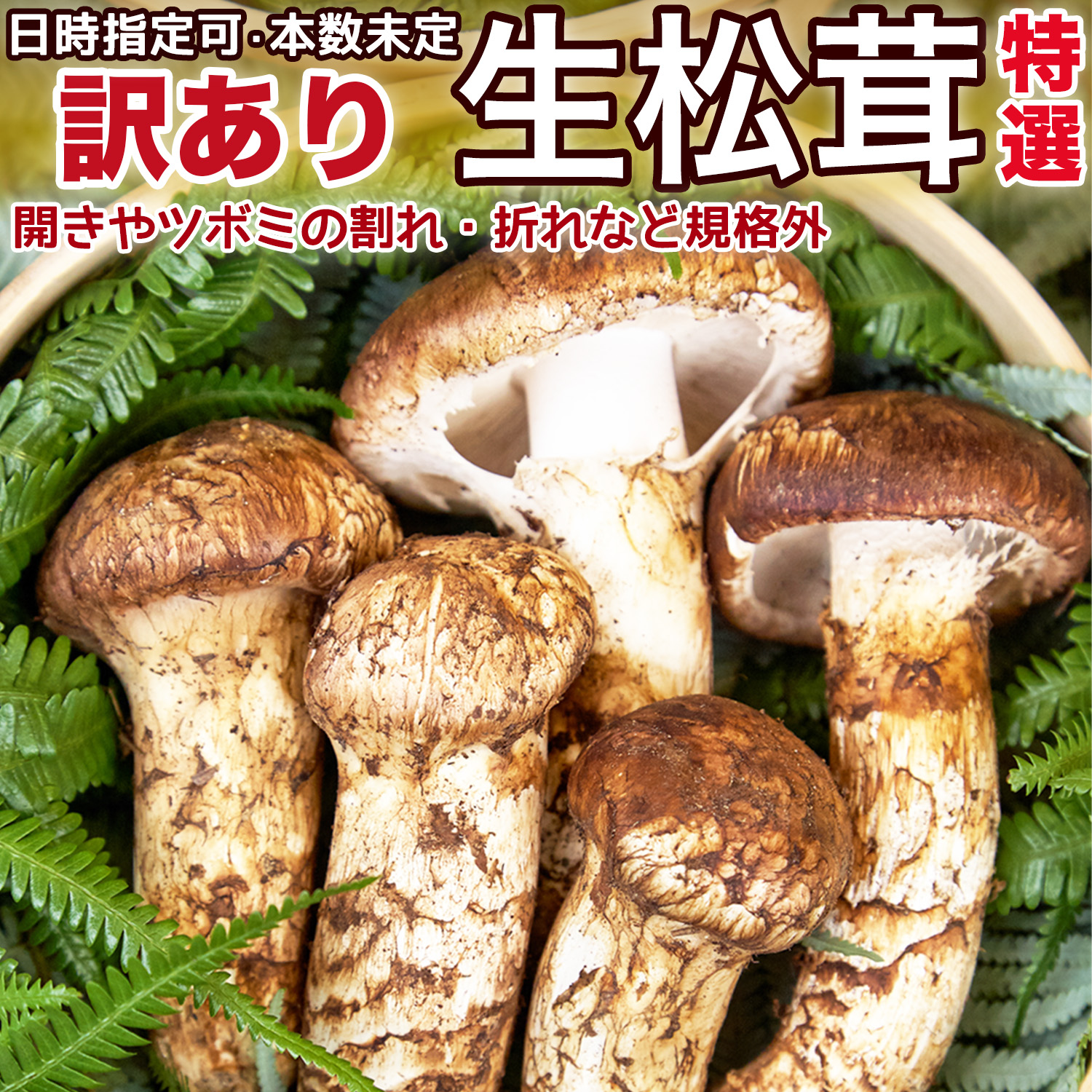 生松茸 訳あり＜開き方・大きさおまかせ＞空輸 中国産 本数未定 鮮度優先 国内トップクラスの選別基準 ボリューム満点 様々な食べ方で楽しめる  フレッシュマツタケ 日本向け鮮度が良い高級天然キノコ 秋の味覚の王様 旬の食材 業務用 家庭用＜安心の国内検品＞＜日時指定可＞ | 四季の広場  楽天市場店