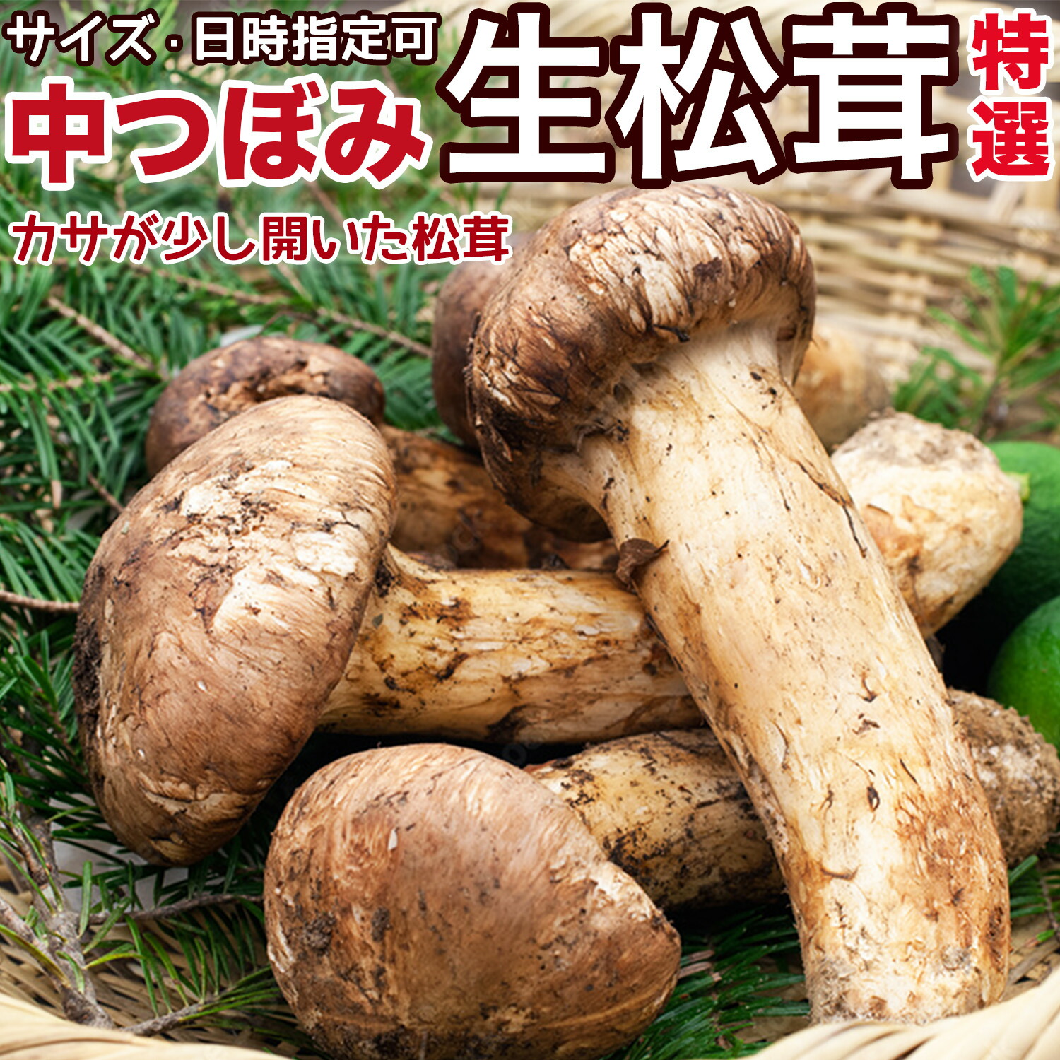 ＜予約8月中下旬＞生松茸 中つぼみ(半開き)｜空輸 中国雲南産｜秋の味覚の王様・フレッシュまつたけ・中ツボミ｜鮮度優先・香り豊かで歯ごたえ抜群｜国内トップクラスの選別基準｜ 焼き松茸・炊き込みご飯・土瓶蒸し｜ご家庭用・贈答用・旬のギフト｜安心の国内検品