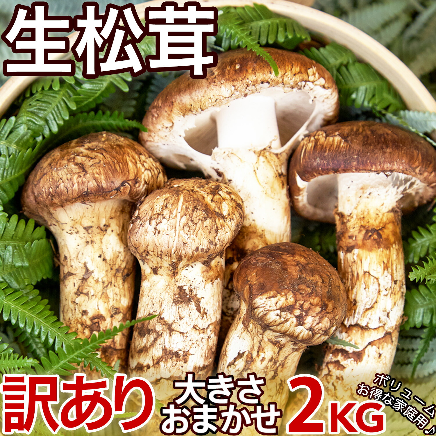 中国産 【天然 開き 松茸 1kg】3L~2L 7~16-