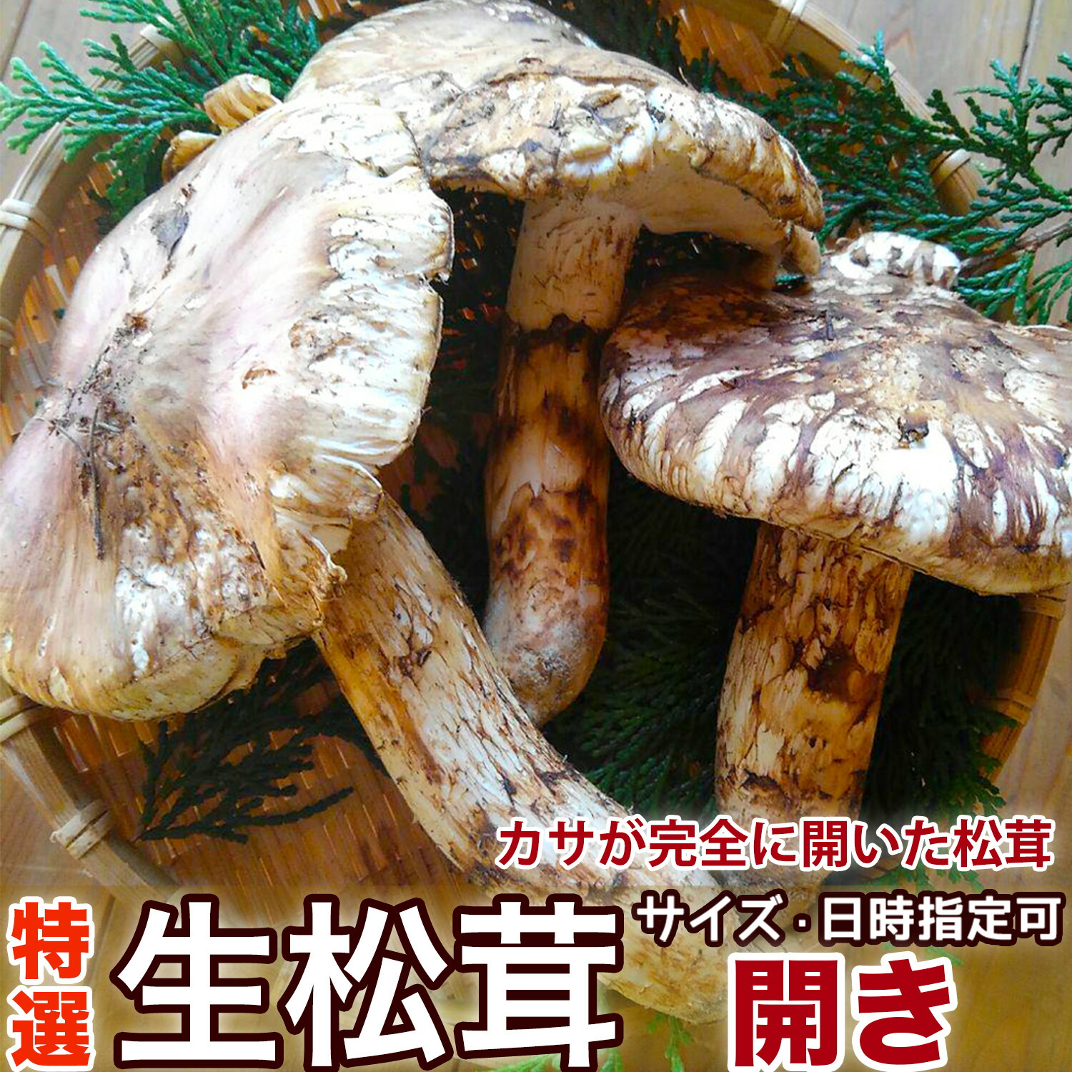 ＜予約8月中下旬＞生松茸 開き｜空輸 中国雲南産｜秋の味覚の王様・フレッシュまつたけ・ひらき｜鮮度優先・傘が開いて豊かな香り繊細な味わい｜国内トップクラスの選別基準｜ 炊き込みご飯・お吸い物・松茸すき焼き｜ご家庭用・贈答用・旬のギフト｜安心の国内検品