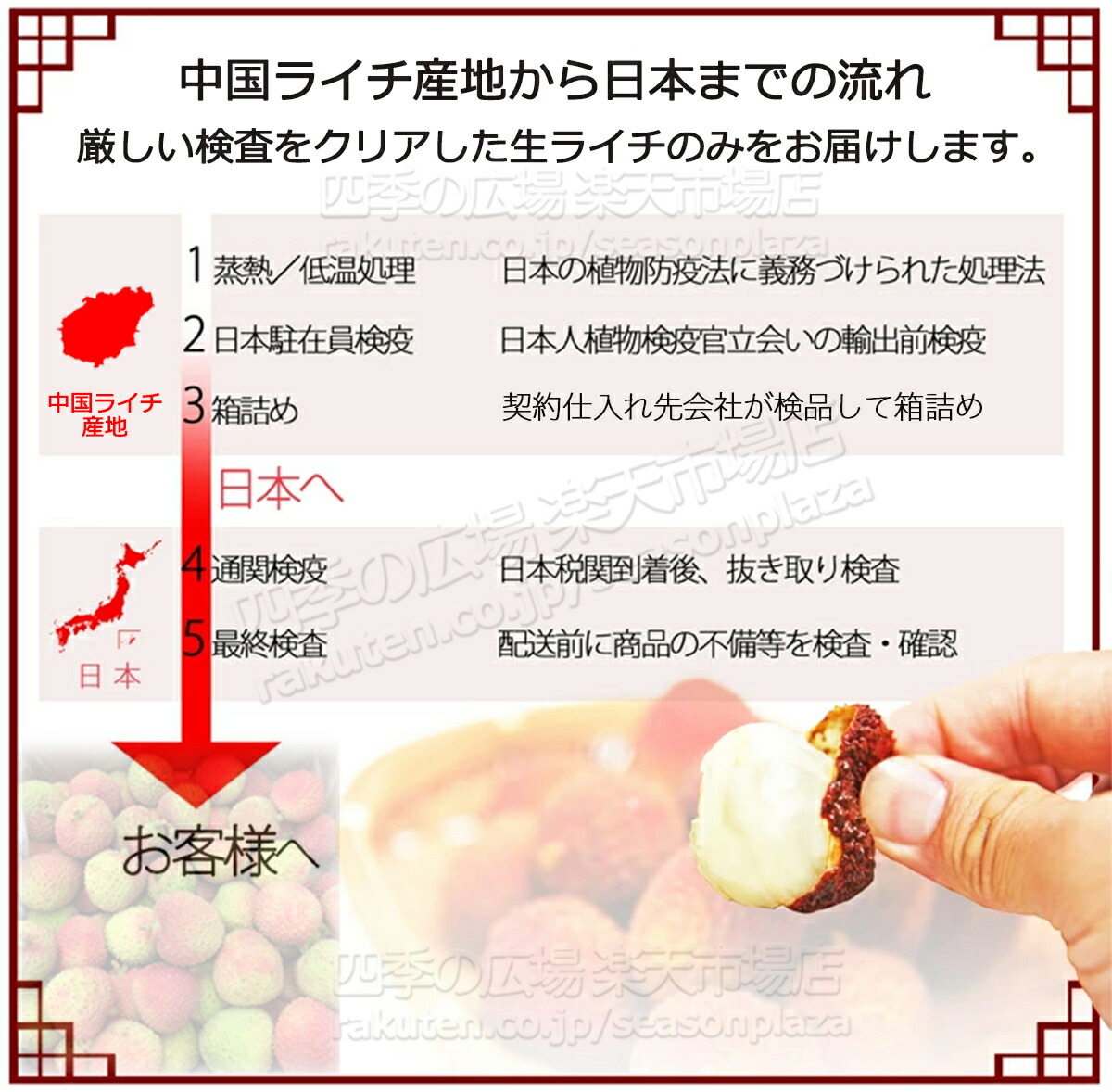 新鮮なライチ たくさん入った箱2k g 楽天市場】宮崎県産 JA宮崎経済連 みやざき生ライチ 420g化粧箱 2Lから