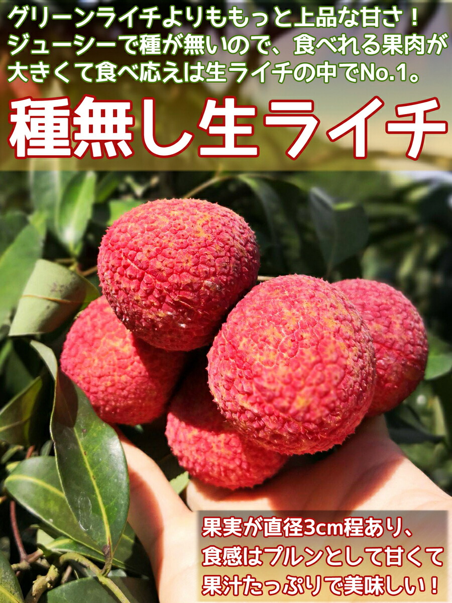 希少！ タネ無しライチ 接木苗 レイシ 種無し 種無し 生ライチ｜食べ応え満点の希少な高級品種・中国産｜可食部