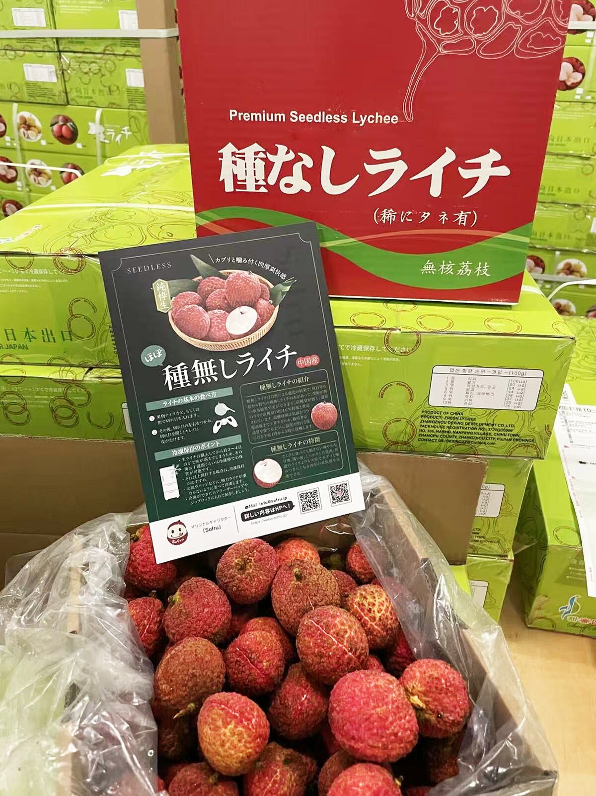 希少！ タネ無しライチ 接木苗 レイシ 種無し 種無し 生ライチ｜食べ応え満点の希少な高級品種・中国産｜可食部