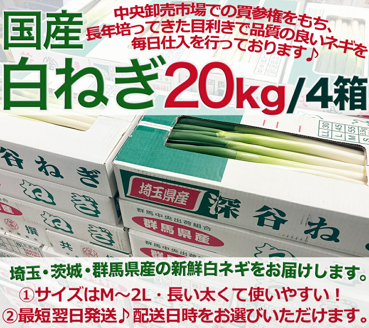 楽天 3日以内発送 国産 白ネギ kg 5キロ 4箱 M 2lサイズ 埼玉 茨城 群馬県産 むき長ねぎ 毎日大田市場から直送 新鮮な太く長いムキ白葱 日本産 箱売り 深谷白ネギ 通年安定提供 業務用 大量販売 配送日時指定可 クール便 国内配送 Edgeconcept Com My
