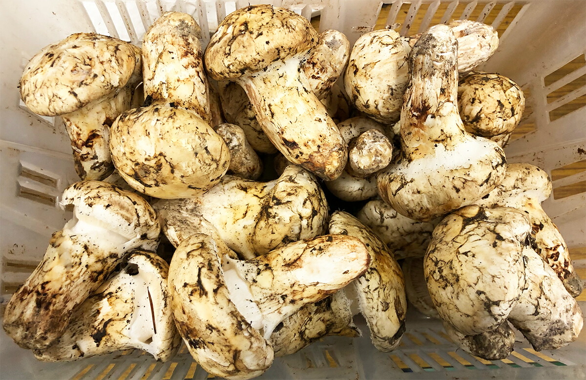 【楽天市場】【送料無料】カナダ・北米産 生鮮 松茸 500g Mサイズ つぼみ～中椀 香りが強い 天然新鮮まつたけ本体 当社直輸入マツタケ ...