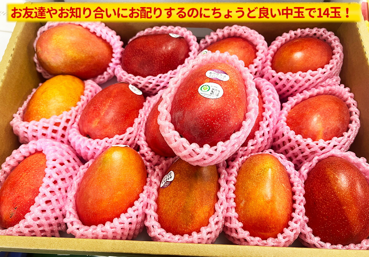 完熟台湾マンゴー 特選アップルマンゴー 5kg 2.5kg 化粧箱入り 大玉 中