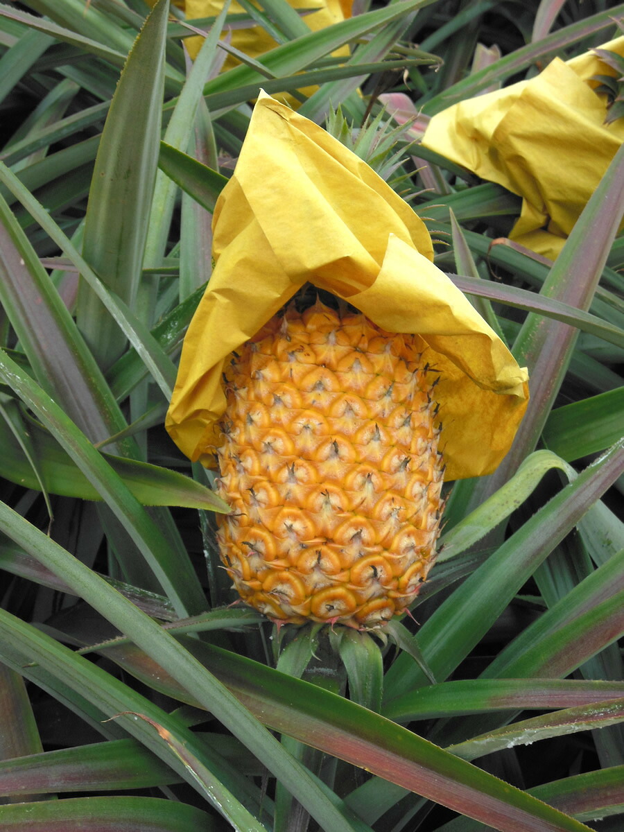 楽天市場 令和3年完売 台湾 パイナップル 約5kg 3 4玉箱入 大玉限定 甘熟 台湾産 金鑚パイン 台農17号 日本向け完熟栽培 厳選 高糖度 きんさんパイン 芯まで食べられる 甘いフルーツ 果物 台湾鳳梨 Taiwan Pineapple お中元ギフト 贈答用 ご家庭用 期間限定 送料無料