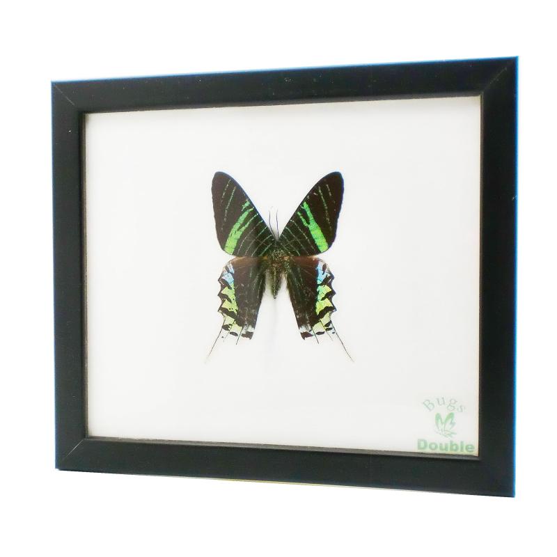 額入り 昆虫標本 蛾 Day Flying Moth ウラニア・レイラス