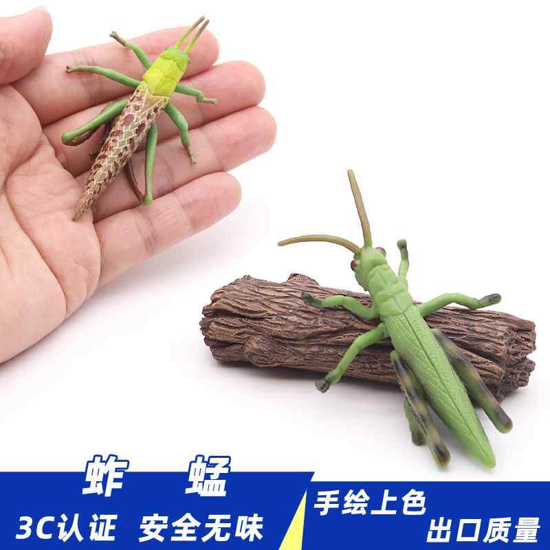 楽天市場】【即日発送 あす楽】collecta （コレクタ）昆虫 バッタ